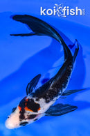 5.5" SHOWA BUTTERFLY