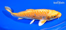 7.25" ARAGOKE YAMABUKI OGON