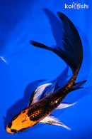 5.75" ORENJI MATSUBA BUTTERFLY