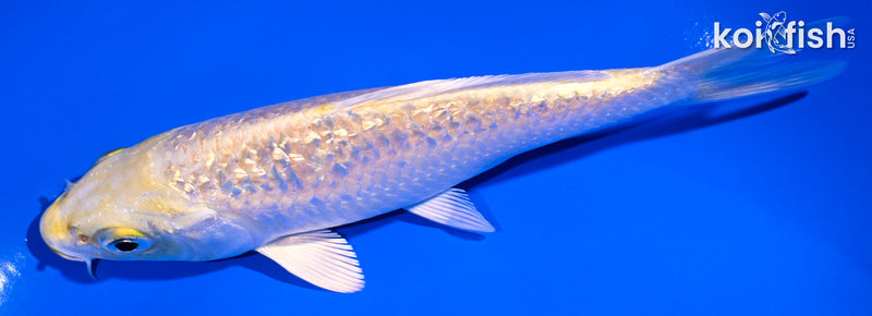 5.25" GINRIN YAMABUKI OGON