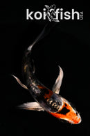 4" BENI KIKOKURYU BUTTERFLY
