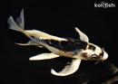 8" KIKOKURYU BUTTERFLY