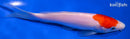 6.5" KOHAKU
