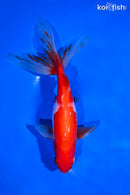 7" WATOANI GOLDFISH