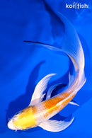 6.5" LEMON HARIWAKE BUTTERFLY