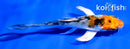 4" YAMATO NISHIKI BUTTERFLY