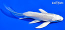 5.5" PLATINUM OGON BUTTERFLY