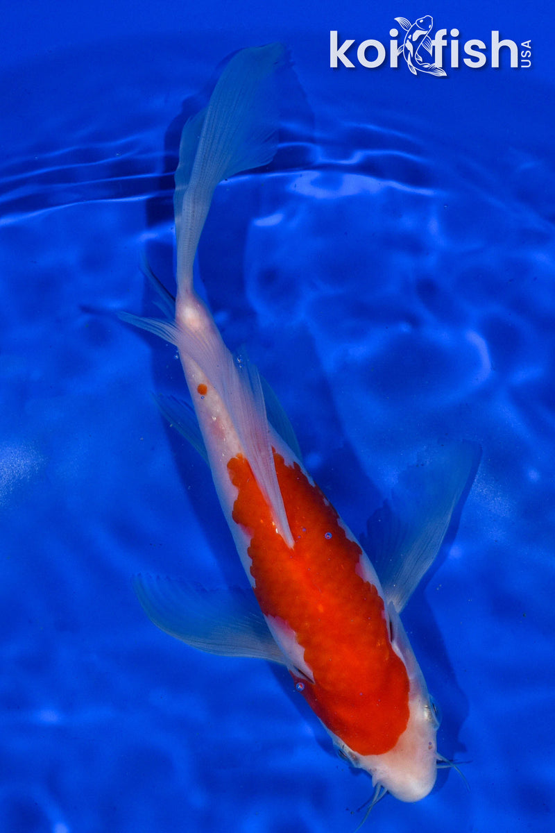 8" KOHAKU BUTTERFLY