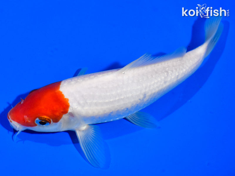 6.5" HOODED TANCHO KOHAKU