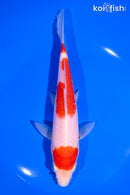 7" KOHAKU