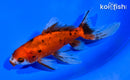 5.5" WATONAI GOLDFISH