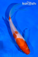 6" KOHAKU BUTTERFLY