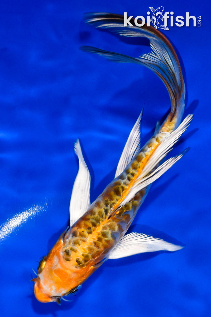 6" DOITSU KUJAKU BUTTERFLY