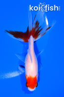 5.25" WATONAI GOLDFISH