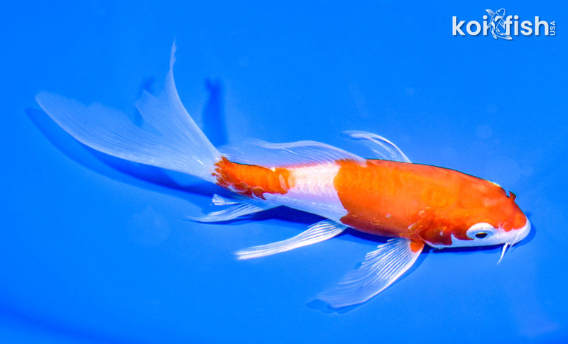 5.25" KIKUSUI BUTTERFLY