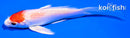 4.5" MARUTEN HARIWAKE BUTTERFLY