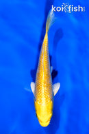 5" HARIWAKE