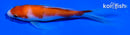 5" KOHAKU BUTTERFLY