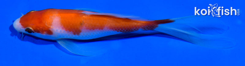 5" KOHAKU BUTTERFLY