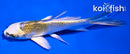 4.5" KUJAKU BUTTERFLY