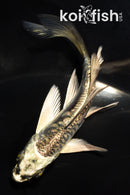 4" KIKOKURYU BUTTERFLY