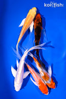 PACK OF (5) 4-5.5" BUTTERFLY KOI