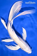 9.75" PLATINUM OGON BUTTERFLY
