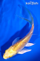 5" GINRIN YAMABUKI OGON BUTTERFLY