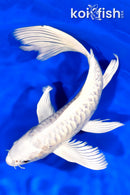 9" DOITSU PLATINUM OGON BUTTERFLY