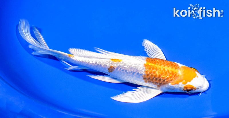 7.25" GINRIN HARIWAKE BUTTERFLY