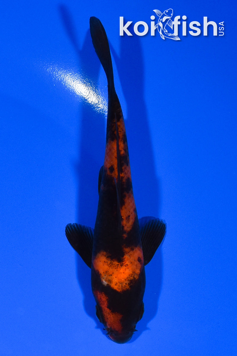 5" HI UTSURI