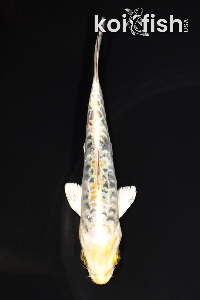 5" DOITSU KUJAKU