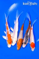 PACK OF (5) 4.75 - 5.25" STANDARD KOI