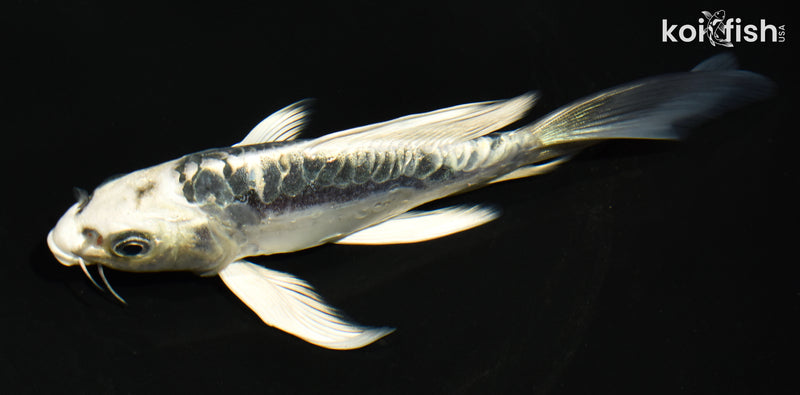 6" ARAGOKE KIKOKURYU BUTTERFLY