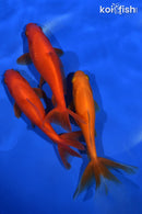 PACK OF (3) 5-5.5" WAKIN GOLDFISH