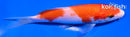 5.5" KOHAKU