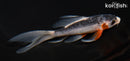 5.75" ASAGI BUTTERFLY