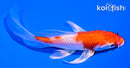 5" HARIWAKE BUTTERFLY