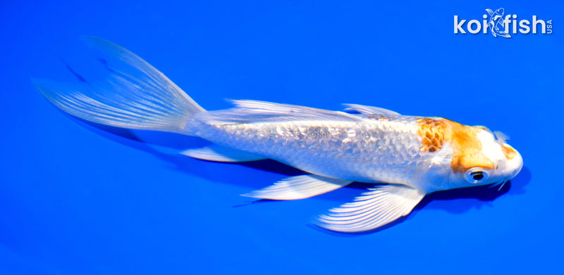 7.25" GINRIN YAMATO NISHIKI BUTTERFLY