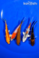 PACK OF (5) 3.75-4" STANDARD KOI