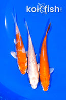 PACK OF (5) 4-4.25" STANDARD KOI