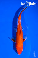 6" GINRIN KOHAKU