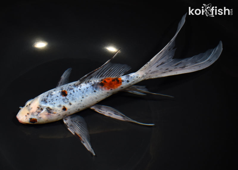 9.25" SHUBUNKIN GOLDFISH