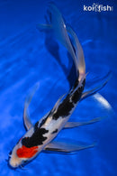 10.25" SANKE BUTTERFLY