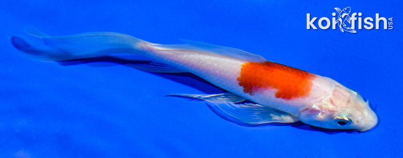 4.5" HARIWAKE BUTTERFLY