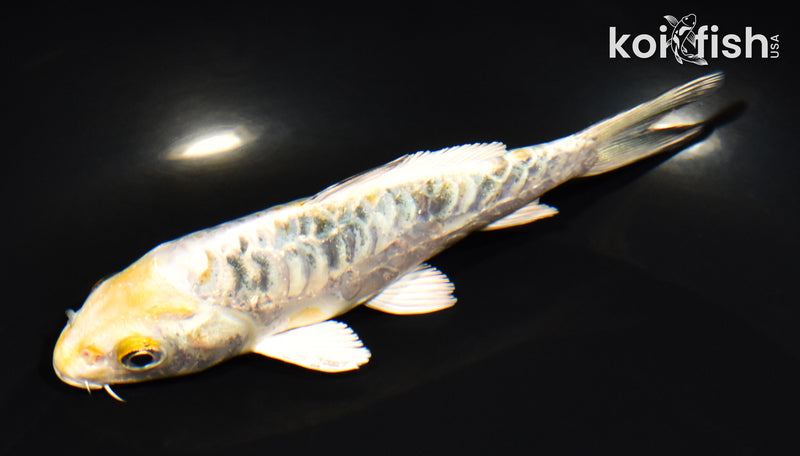 5" DOITSU KUJAKU