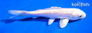 5" GINRIN PLATINUM OGON