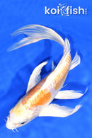 8.75" DOITSU LEMON HARIWAKE BUTTERFLY