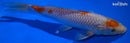 8.75" OCHIBA SHIGURE