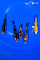 PACK OF (5) 4.25" STANDARD KOI
